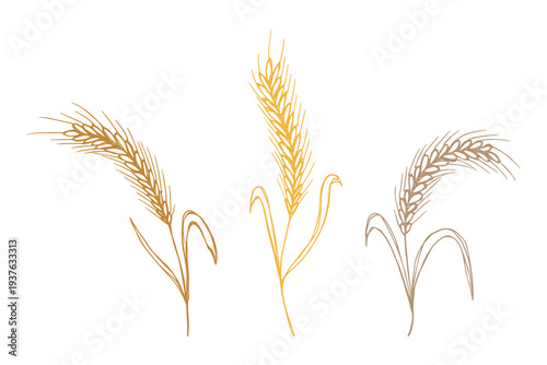 Set of hand drawn cereal wheat oat rye barley rice ears spikelet clipart Organic wheat bread agriculture farming harvest healthy food Single element for design print packaging label decor