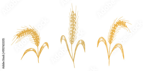 Set of hand drawn cereal wheat oat rye barley rice ears spikelet clipart Organic wheat bread agriculture farming harvest healthy food Single element for design print packaging label decor