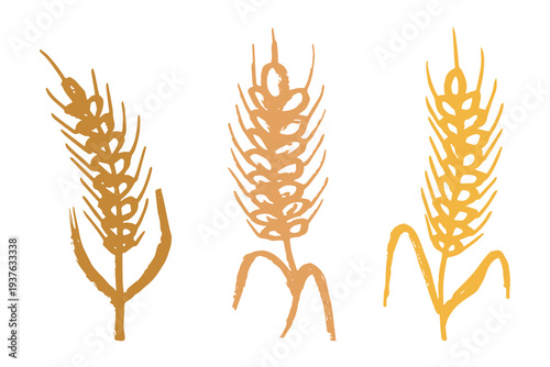 Set of hand drawn cereal wheat oat rye barley rice ears spikelet clipart Organic wheat bread agriculture farming harvest healthy food Single element for design print packaging label decor