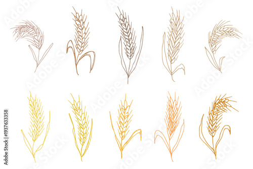 Set of hand drawn cereal wheat oat rye barley rice ears spikelet clipart Organic wheat bread agriculture farming harvest healthy food Single element for design print packaging label decor