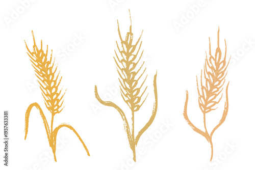Set of hand drawn cereal wheat oat rye barley rice ears spikelet clipart Organic wheat bread agriculture farming harvest healthy food Single element for design print packaging label decor