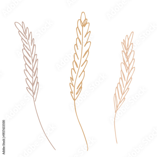 Set of hand drawn cereal wheat oat rye barley rice ears spikelet clipart Organic wheat bread agriculture farming harvest healthy food Single element for design print packaging label decor