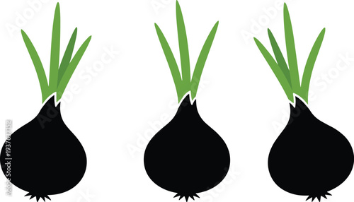 Three black onions with green shoots growing from the vegetable plant