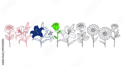 Collection of Hand Drawn Flowers with Colorful Accents