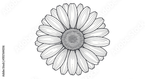 Delicate Daisy Flower Line Art Drawing, Black and White Botanical Illustration