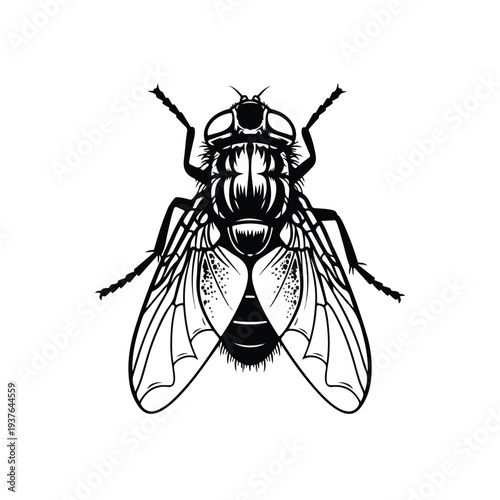 Detailed black and white illustration of a housefly insect with visible wings and body details