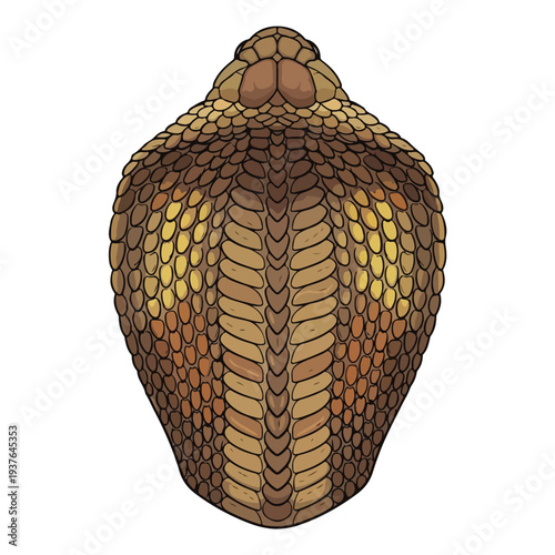 Golden Pincushion Protea Flower Head Illustration