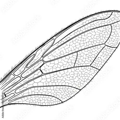 Insect wing close up with detailed network of veins