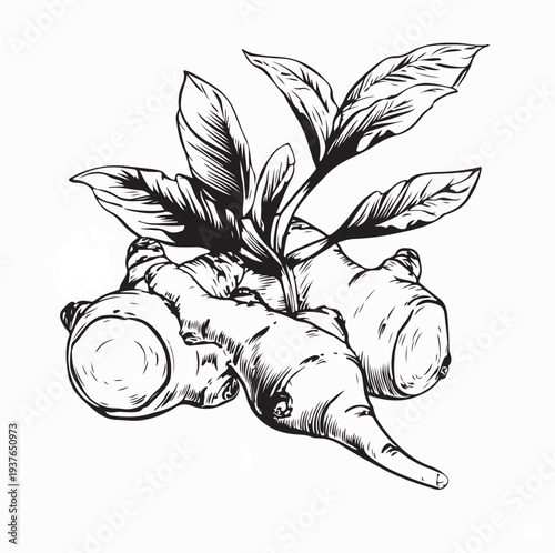 Fresh Galangal Roots with Leaves Vector Illustration On White Background