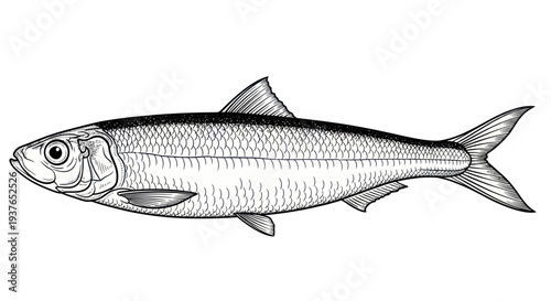 Detailed Illustration of a Single Sardine Fish on White Background