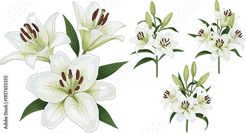White lily flowers botanical collection with blooming lily blossoms and buds, elegant garden floral elements isolated vector illustration set