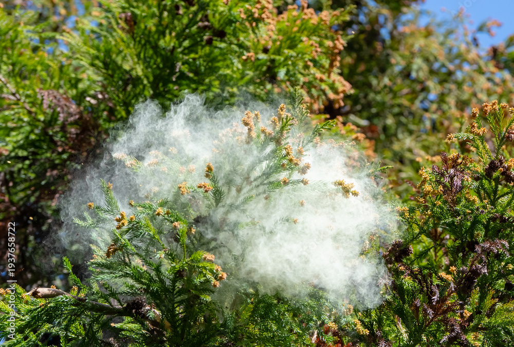 Naklejka premium 杉花粉 杉 花粉