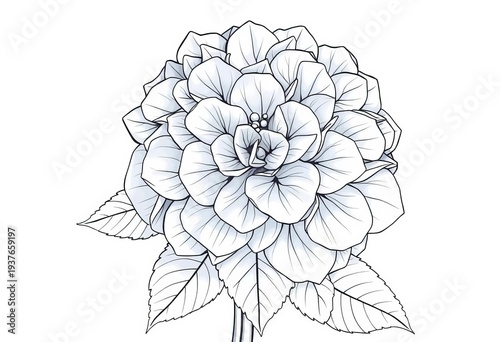 Elegant line art drawing of a hydrangea flower, showcasing delicate petals and leaves, elegant, simple