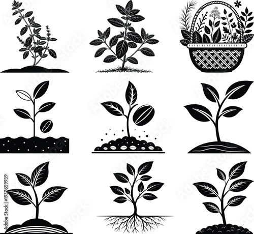 Black and white of various plants and seedlings in different stages of growth stages gardening