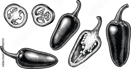 Fresh jalapeno chili peppers food isolated set woodcut engraving style vector