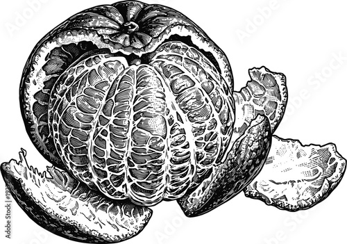 Peeled mandarin orange with citrus segments in classic woodcut style illustration