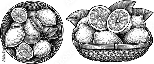 Lemon harvest in wicker basket, vintage engraving style illustration of citrus fruits