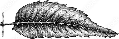 Serrated tree leaf botanical illustration detailed vein texture engraving vector