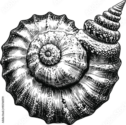 Spiral sea shell engraving illustration isolated on transparent background vector