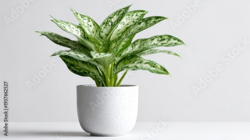 Beautiful Aglaonema plant with variegated green and white leaves in a modern white pot