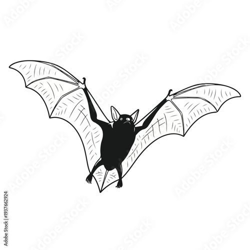 Black bat hanging upside down with spread wings isolated on white