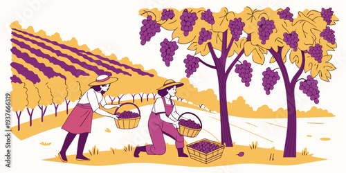 A man and a woman picking grapes in a vineyard Vector