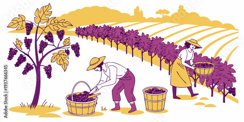 A man picking grapes in a vineyard Vector