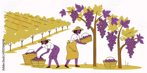 Two people harvesting grapes in a vineyard Vector