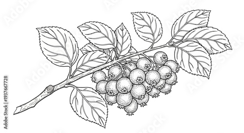 Blackberry branch with leaves and ripe fruit illustration.