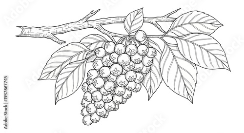 Bunch of grapes hanging from vine with leaves.