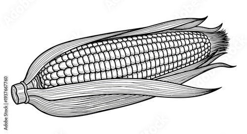 Detailed black and white illustration of an ear of corn.