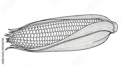 Detailed black and white illustration of an ear of corn with husk.