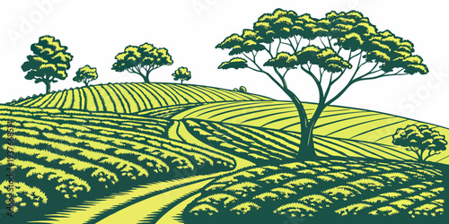 A green tea plantation on a hillside with trees Vector