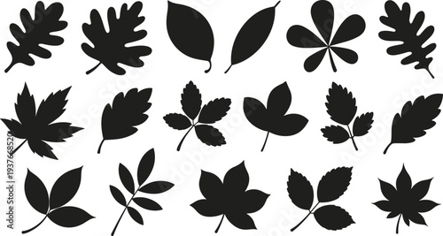Leaf silhouette collection, botanical foliage plants vector illustration, nature leaves isolated organic design elements forest garden decoration set