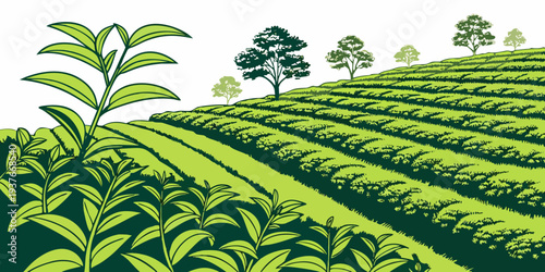 A green tea plantation with trees in the background Vector