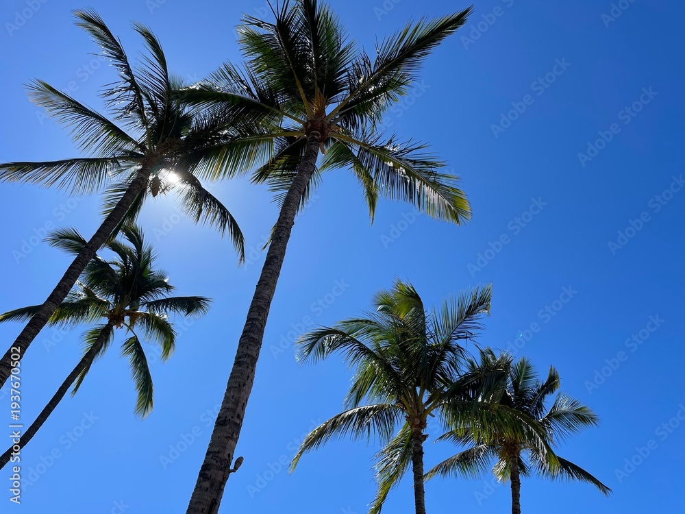 Fototapeta premium palm trees against blue sky