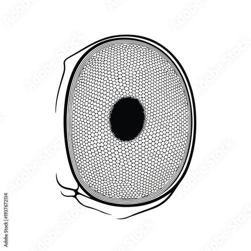 Human eye with detailed iris pattern on white background