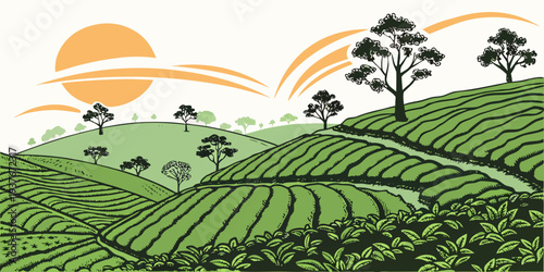 Sunrise over a green tea plantation landscape Vector