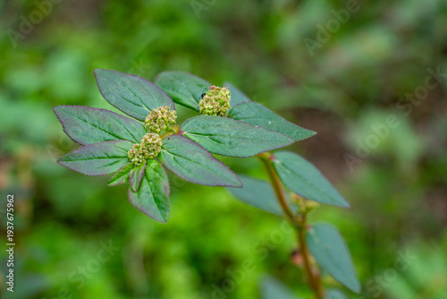 Bild auf Leinwand Asthma Plant or Euphorbia hirta a common tropical medicinal weed