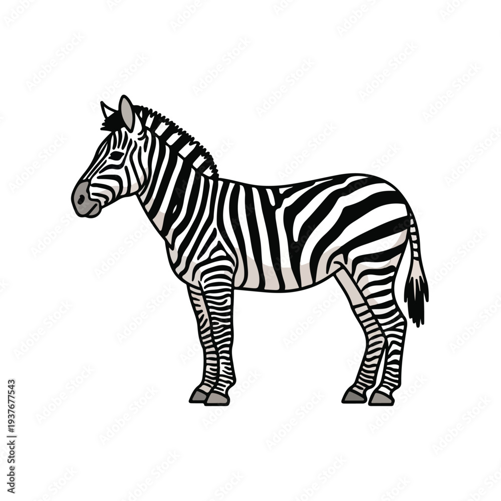 Obraz premium Zebra Standing Profile View Black and White Stripes