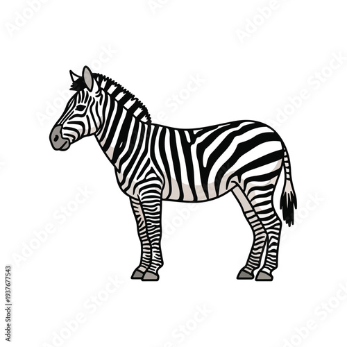 Zebra Standing Profile View Black and White Stripes