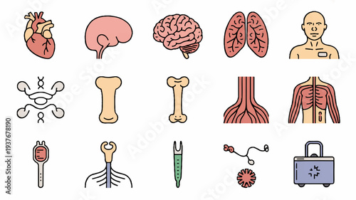 Human body anatomy icons set including organs and skeletal system on white background for medical education