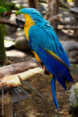 Wallpaper Mural Guacamaya Azul Torontodigital.ca