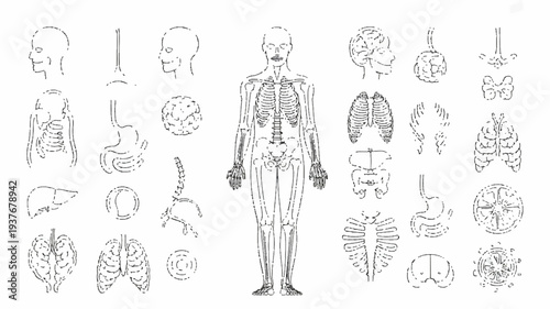 Human body anatomy illustration with detailed internal organs and skeletal system diagrams