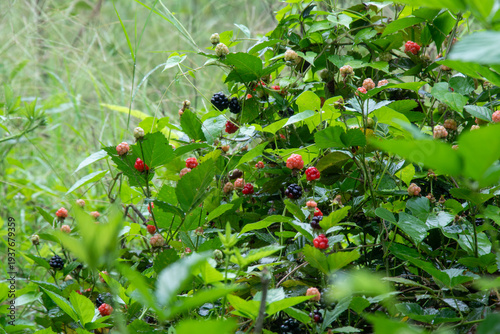 Wild blackberry or Rubus fruticosus aggregate berries Edible fruits