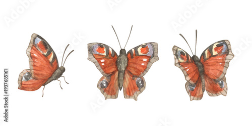 Foto A set of watercolor illustrations featuring peacock butterflies