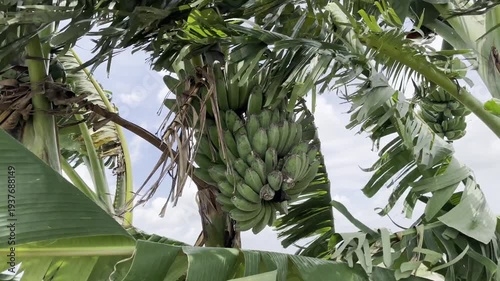 Bunch of green bananas growing on a tree in a tropical garden