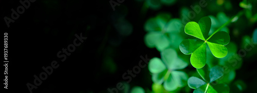 Shamrock clover leaf symbolizing luck and Irish tradition for St Patrick’s Day. Natural green background ideal for seasonal design, branding and creative projects.