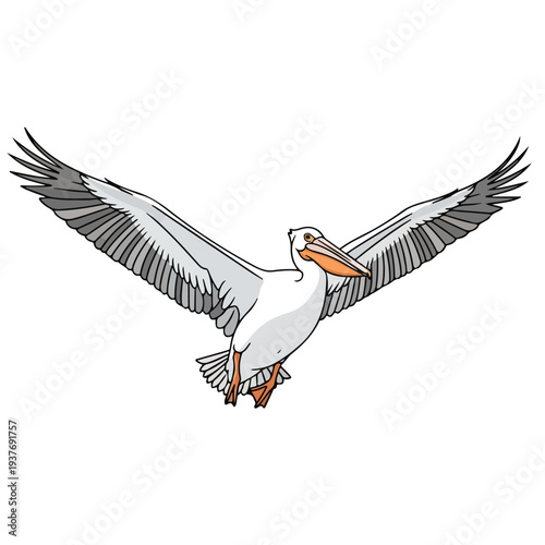 Large white pelican in mid flight with outstretched wings and orange beak