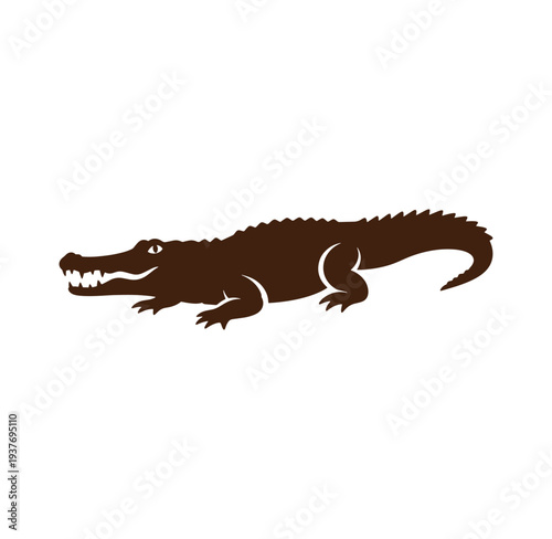 Brown crocodile standing on white background with open mouth and sharp teeth